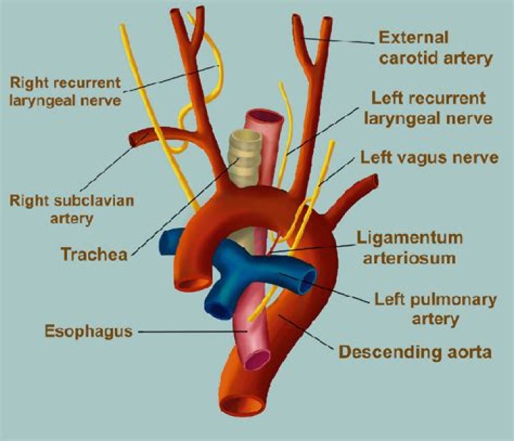 Where is the ligamentum arteriosum located?