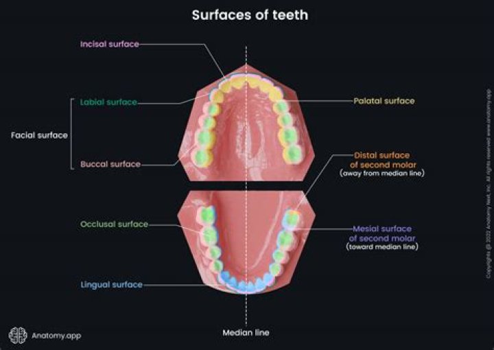 Where is the mesial surface of tooth?