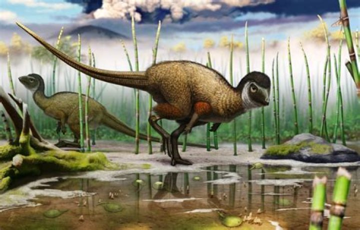 Where is the ornithopod found?