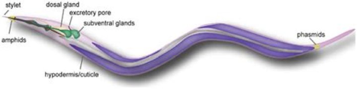 Where is the phasmids located?