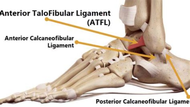 Where is the posterior talotibial ligament?