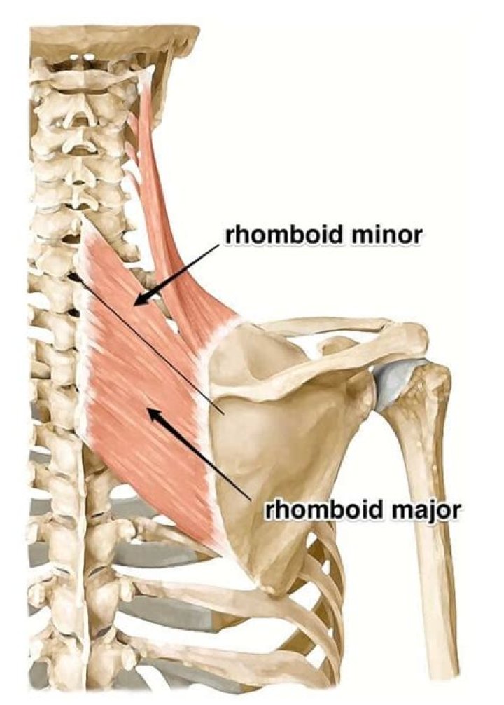 Where is the rhomboid minor?