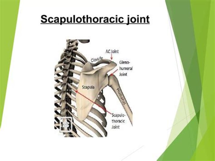 Where is the scapulothoracic joint located?