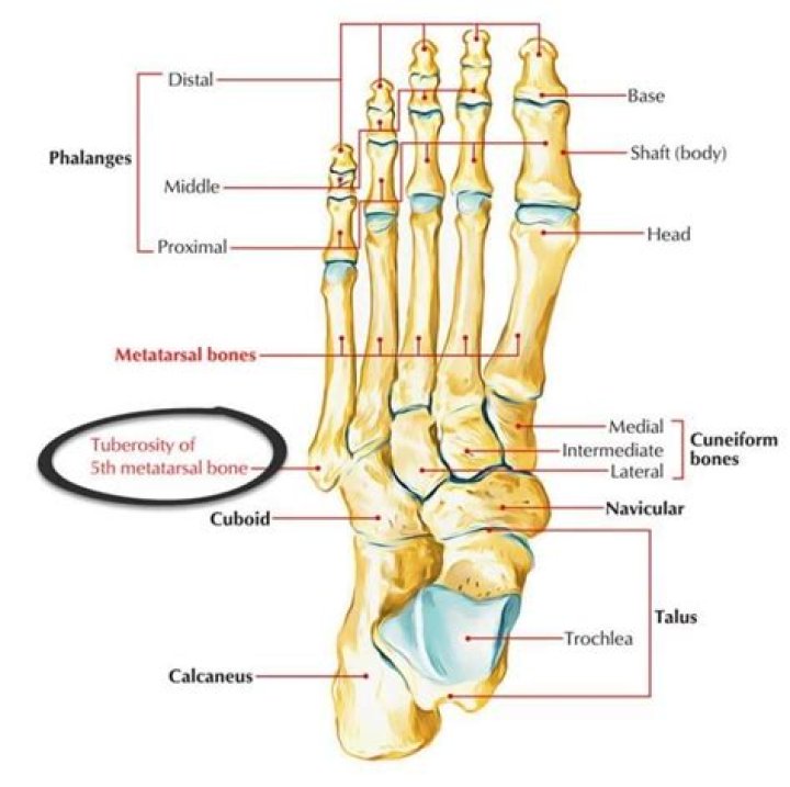 Where is the styloid process of the foot?