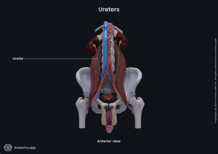 Where is urethra pain?