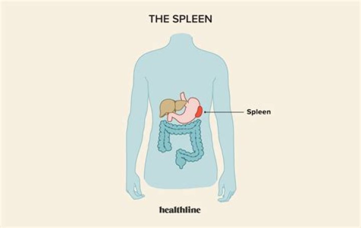 Where is your spleen?