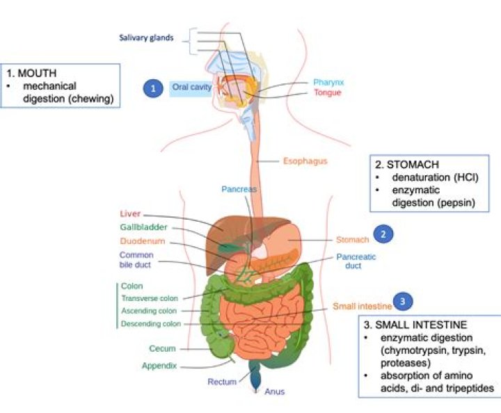 Where protein digestion starts?