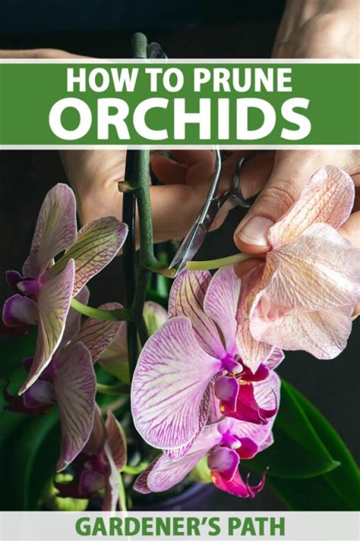 Where should orchids be placed?
