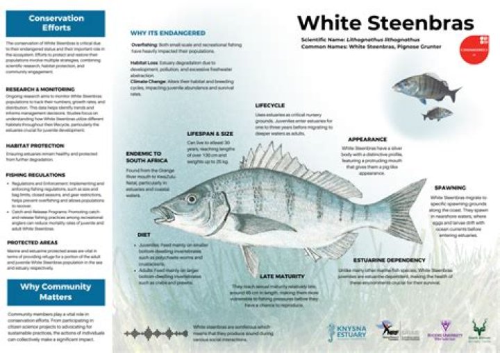 Where to cast for white steenbras?