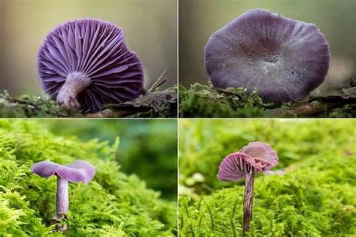 Where to find blewits?
