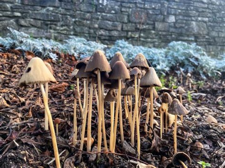 Where to find hallucinogenic plants in gta 5?