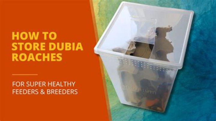 Where to keep dubia roaches?