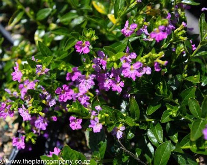 Where to plant cuphea?