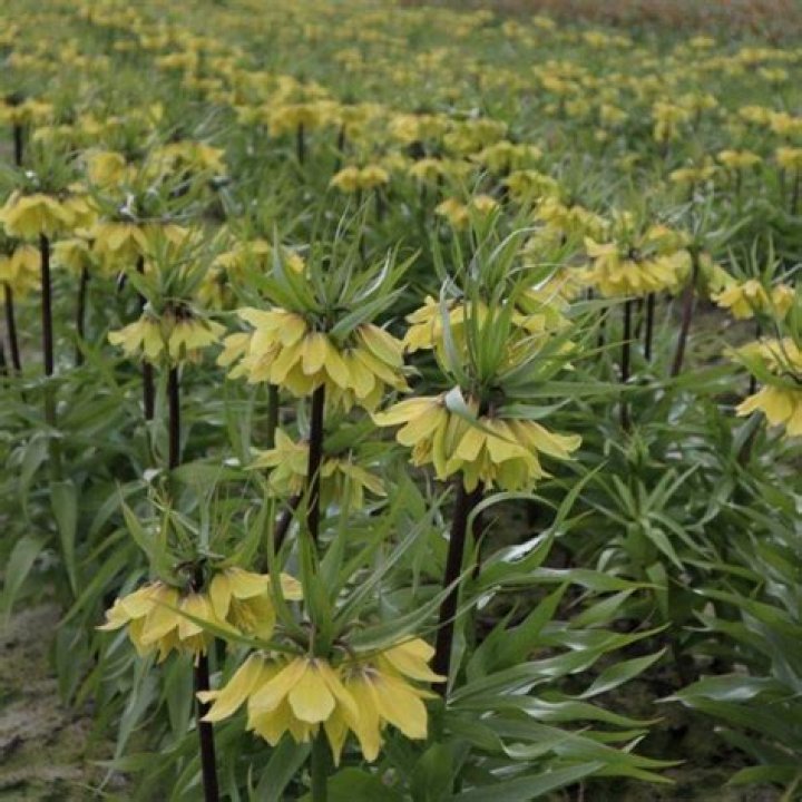 Where to plant fritillaria imperialis?