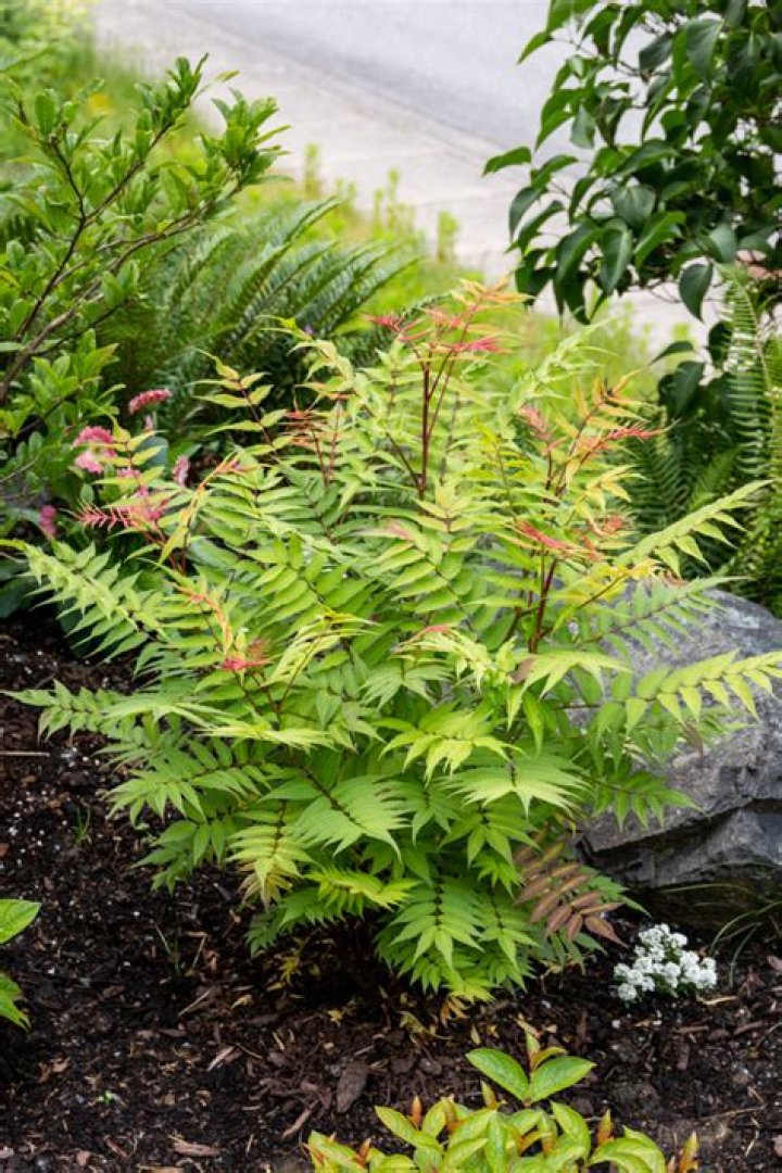 Where to plant sorbaria?