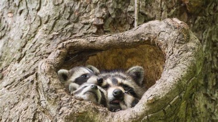 Where to relocate raccoons?