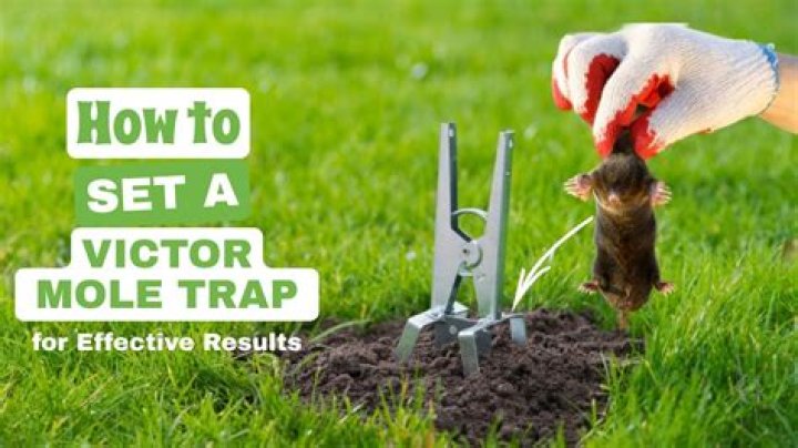 Where to set mole traps?