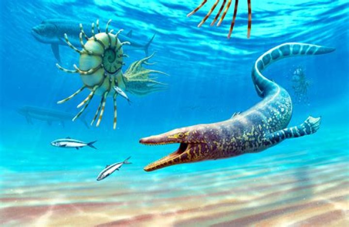Where was the mosasaurus discovered?