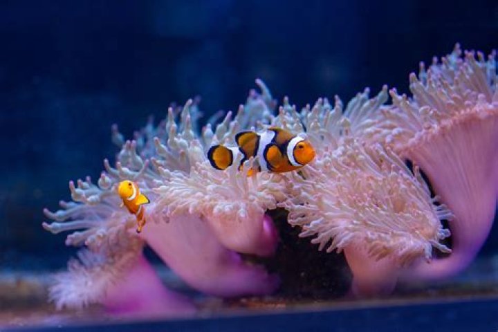 Which anemone is best for clownfish?