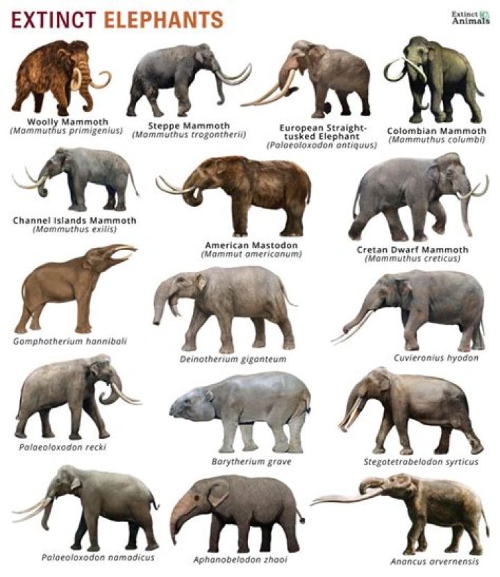 Which animal are elephants supposed afraid of?