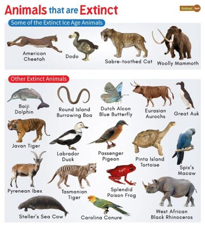Which animal can scuttle?