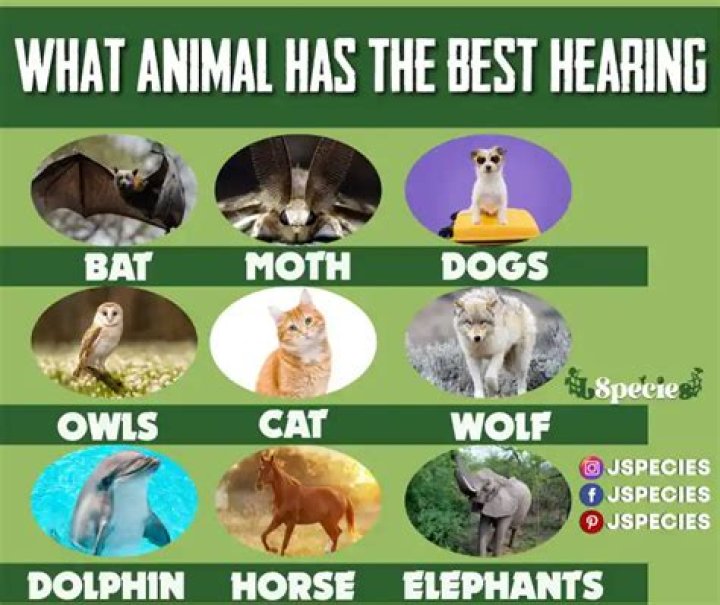 Which animal has the keenest sense of hearing?