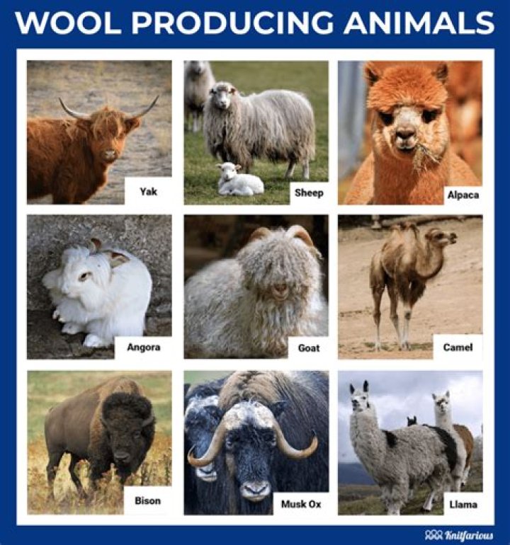 Which animal produces angora wool?