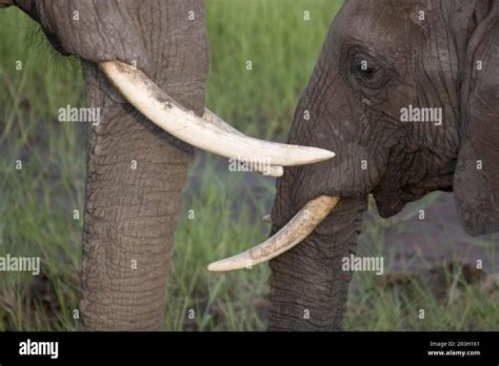 Which animals have ivory?