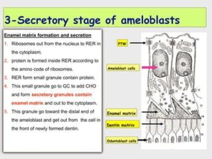 Which are enamel forming cells?