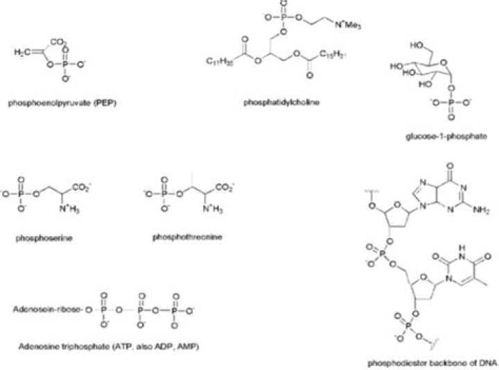 Which are phosphorylated biomolecules?