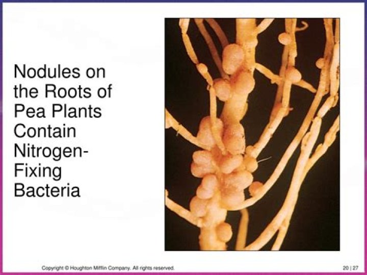 Which bacteria is present in root nodules of pea?