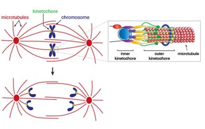 Which best describes kinetochore?