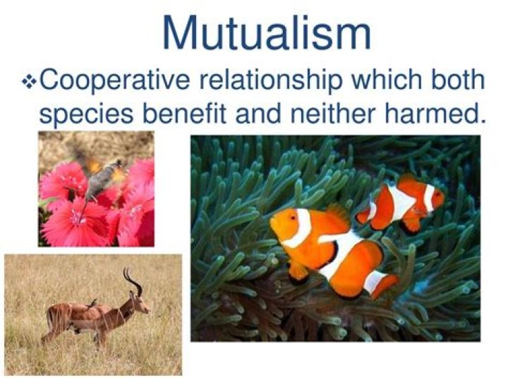 Which both species benefit?