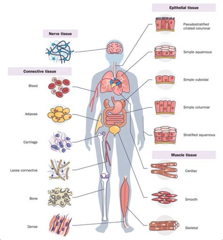 Which causes regeneration of body tissues?