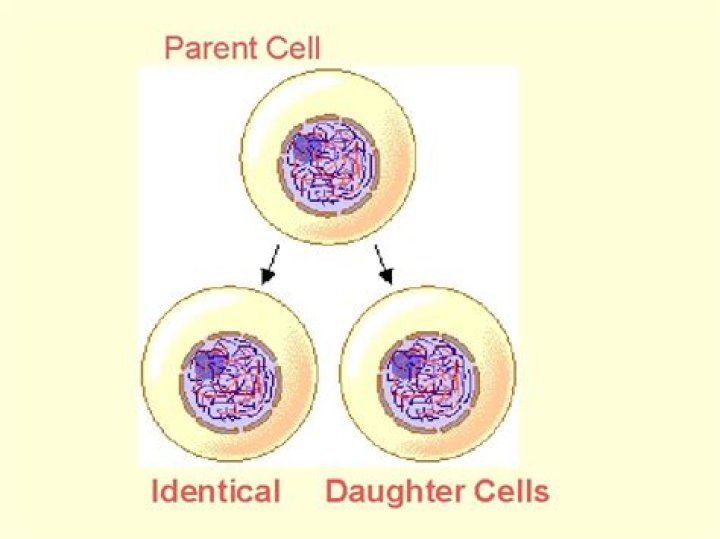 Which cell is the parent cell?