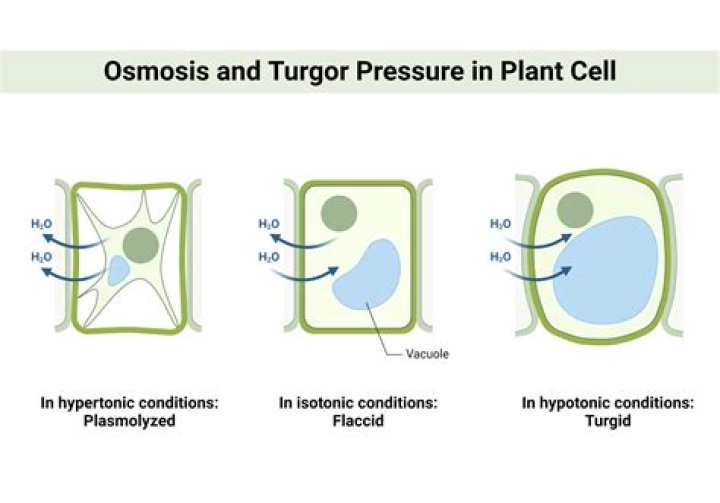 Which cells) will undergo crenation?