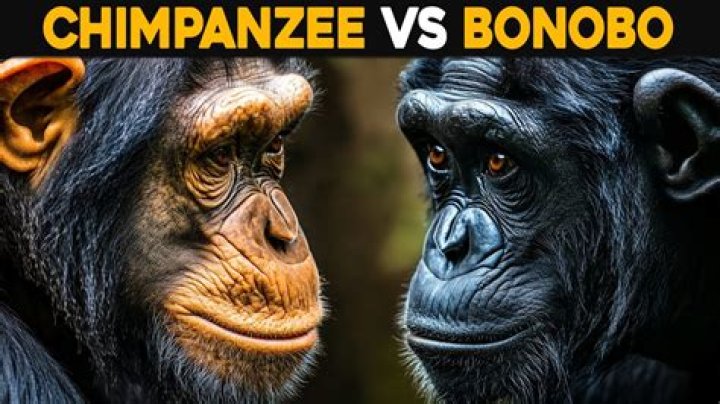 Which daw does bonobo use?