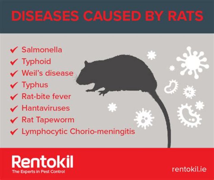 Which disease is caused by rats?