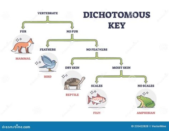 Which distinction below would a dichotomous key?