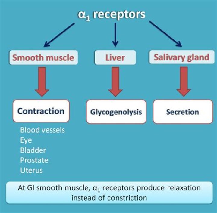 Which effectors have alpha one receptors?