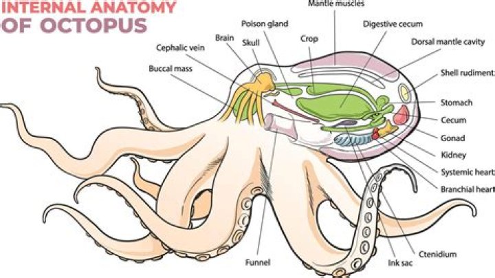 Which electrifying metal is used in an octopus’ blood?
