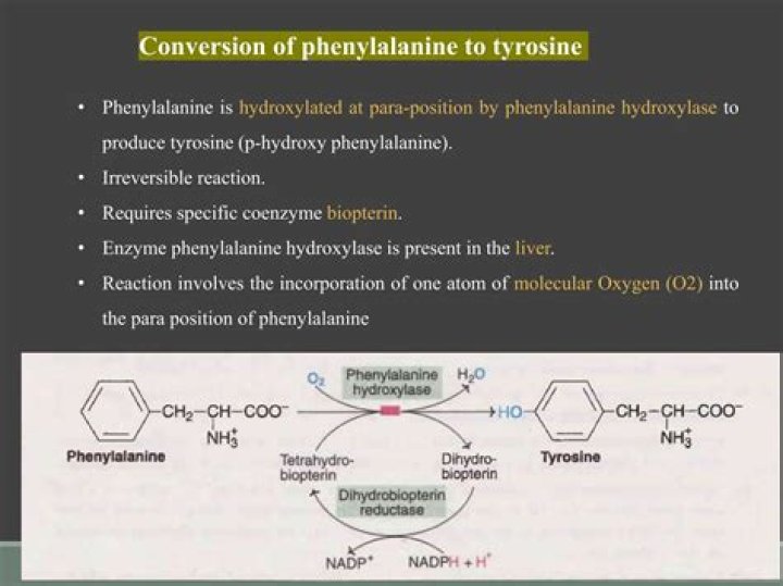 Which enzyme converts phenylalanine to tyrosine?
