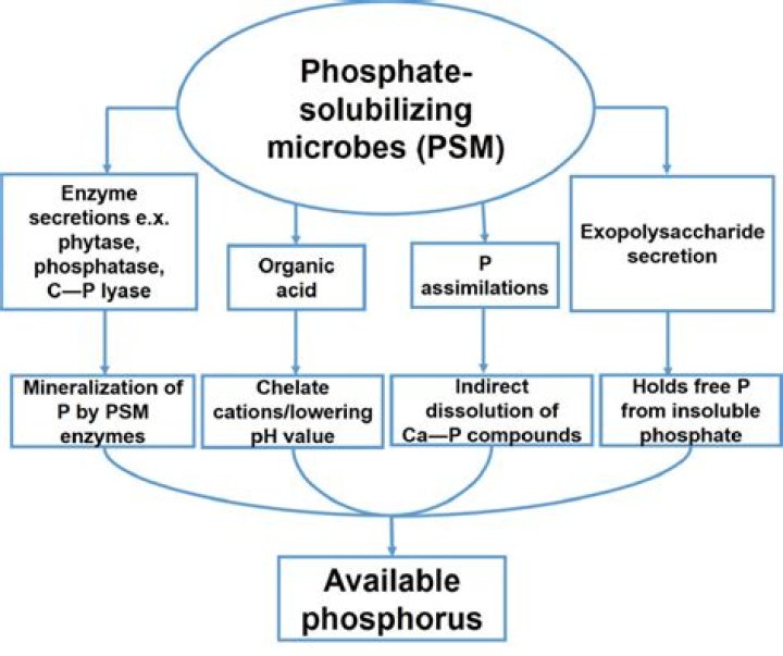 Which enzyme produced by phosphate solubilizing microbes?