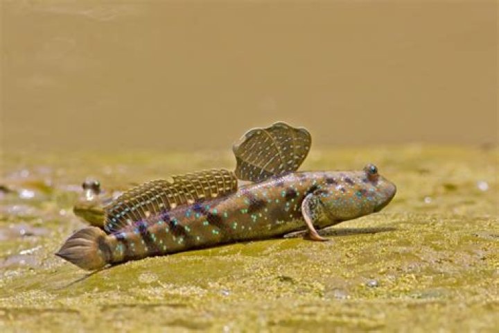 Which fish live in mud?