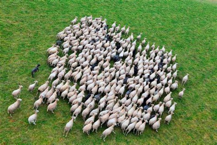 Which flock of sheep?