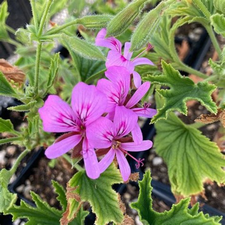 Which geraniums are scented?