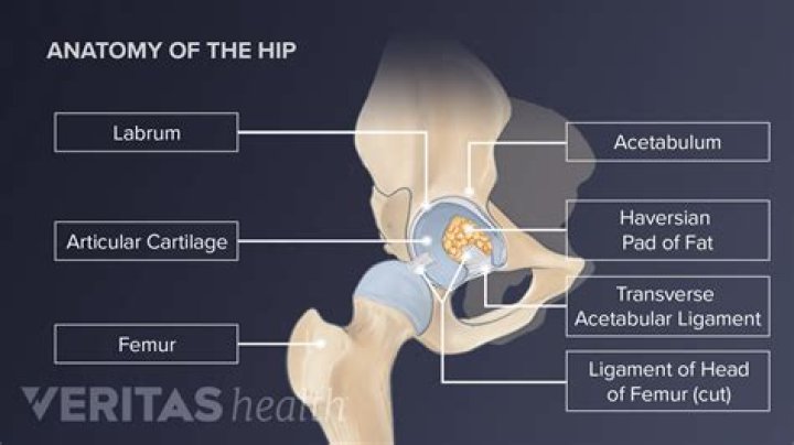 Which hip bone is superior?