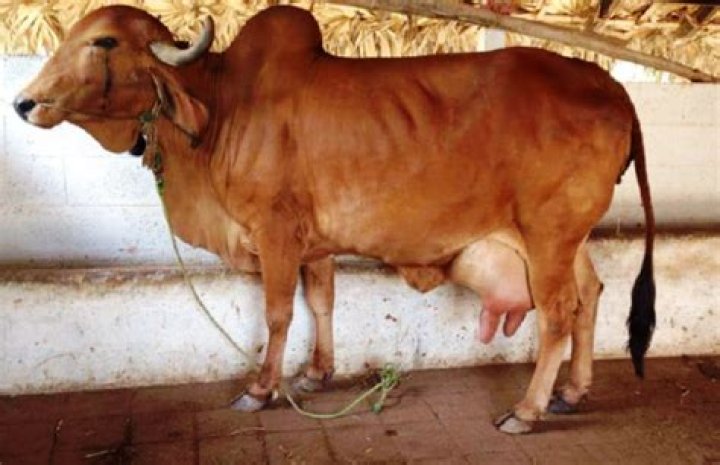 Which indian cow gives more milk?