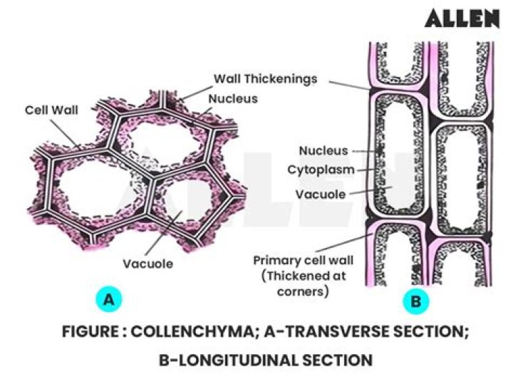 Which is collenchyma tissue?