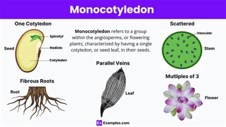 Which is monocotyledonous seed?